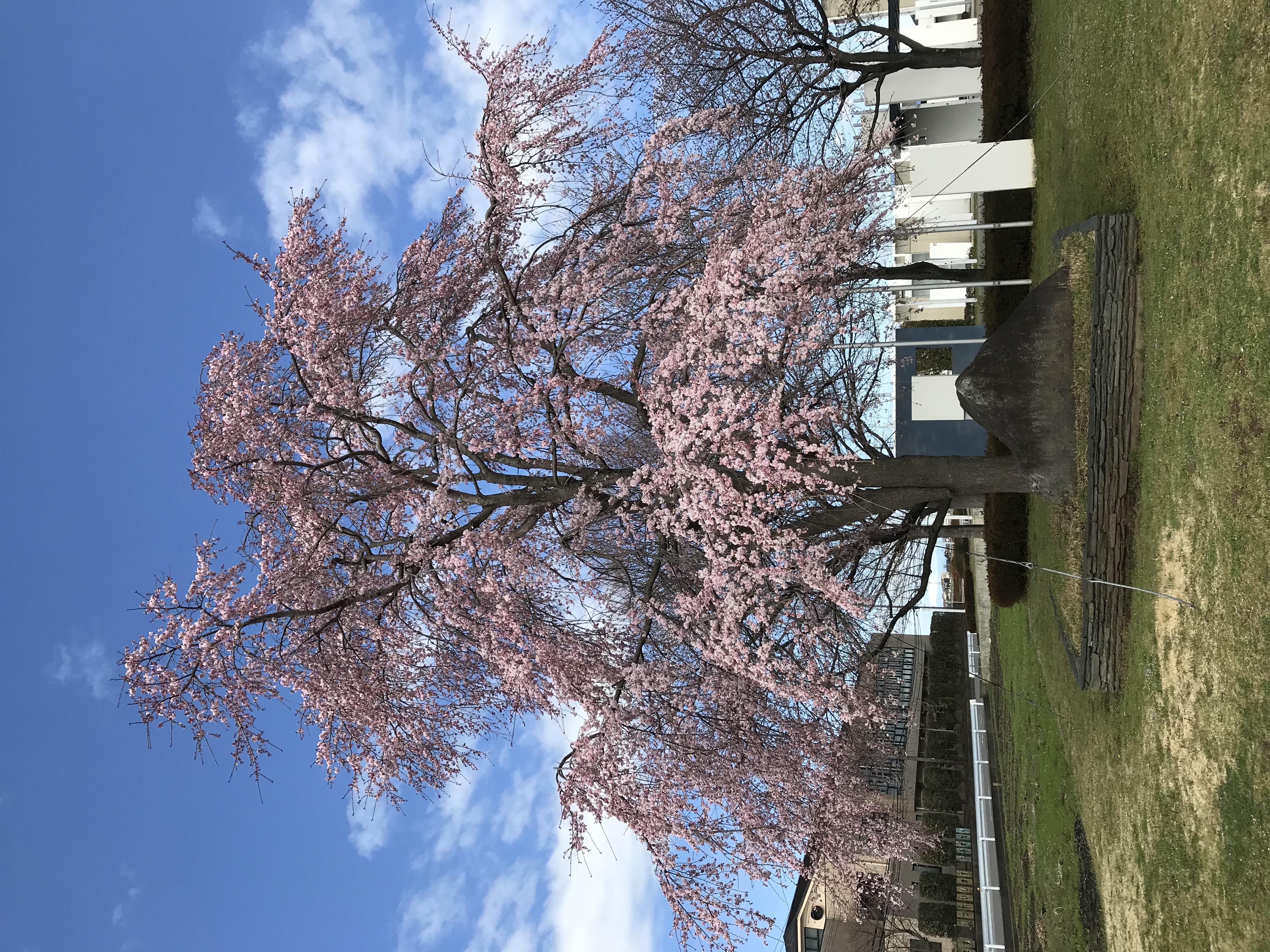 shidarezakura